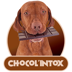 Free chocolate toxicity calculator for dogs