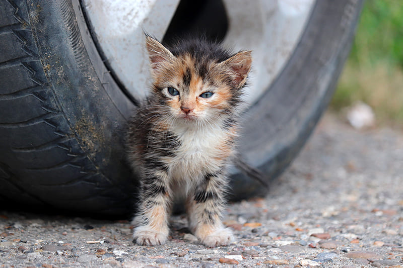 Vet Emergency London 24h/24