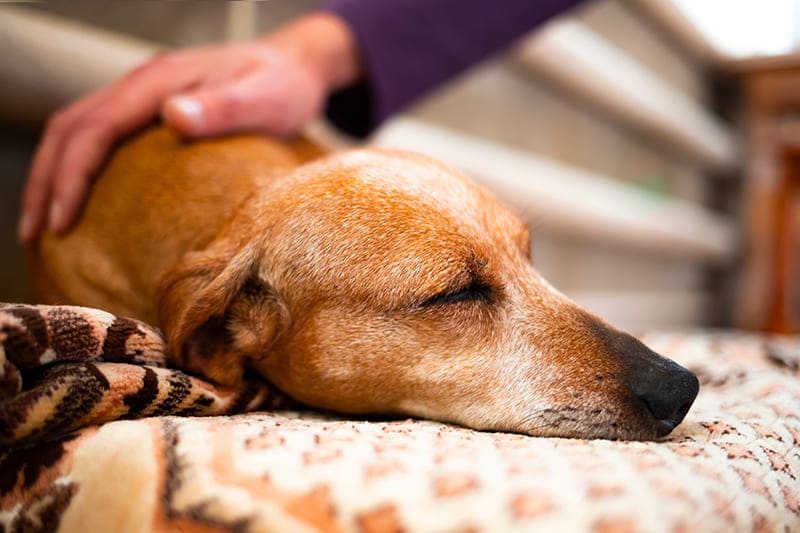 Home euthanasia for pets in London