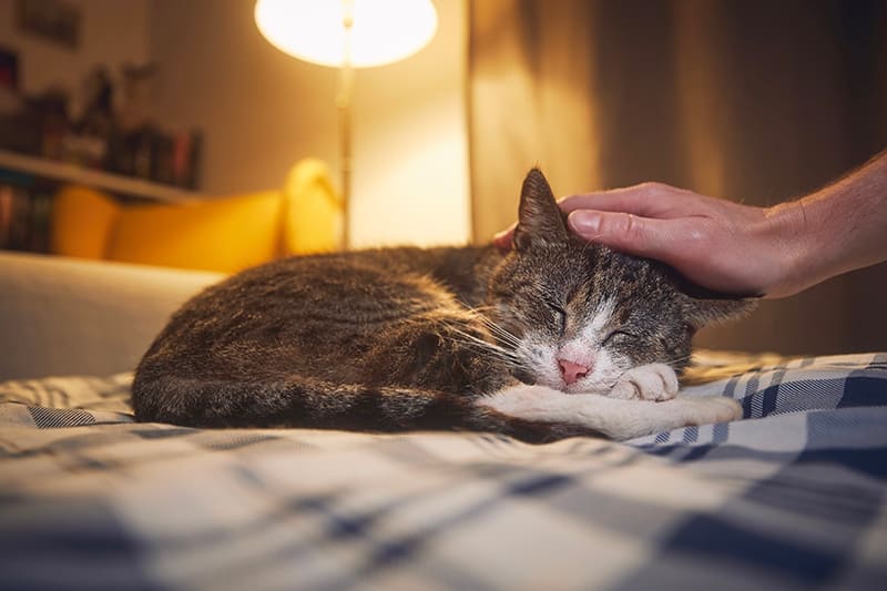 Home euthanasia for pets in London
