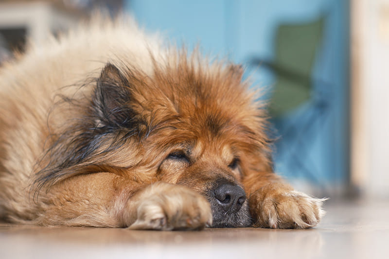 What are the symptoms of gastric volvulus in dogs?