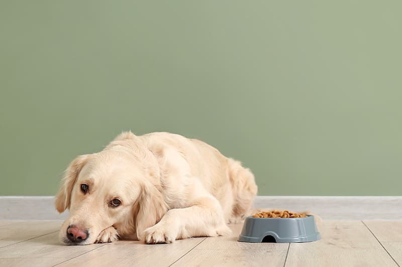 What should I do if my dog has a gastric volvulus?