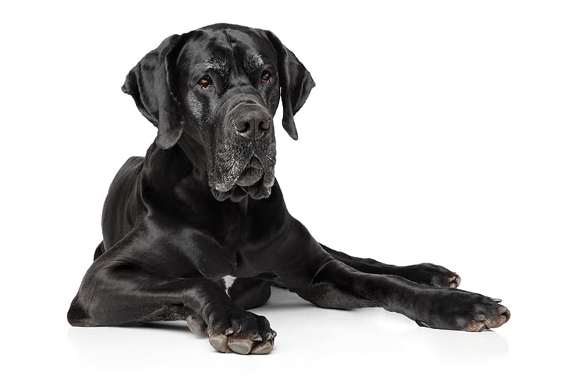 Causes of aortic gastric volvulus in dogs