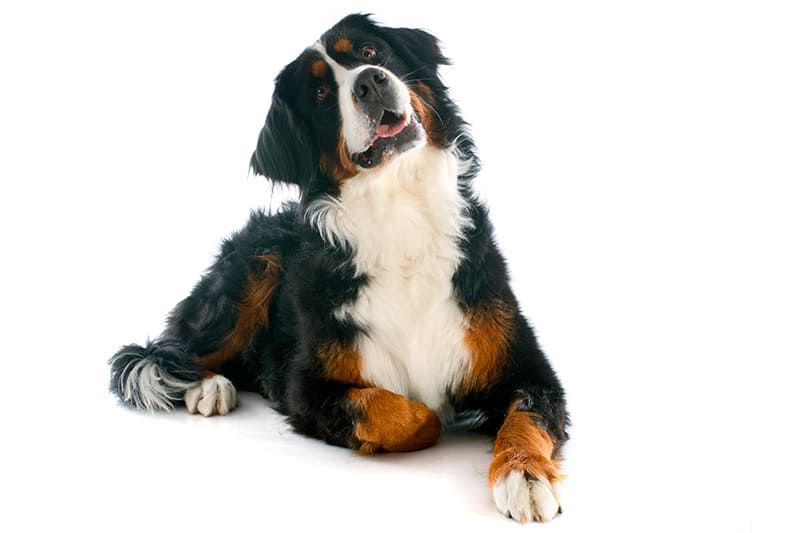 Preventing gastric volvulus in dogs